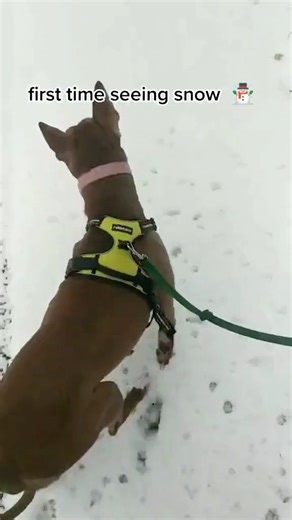 Brownie Discovers Snow
