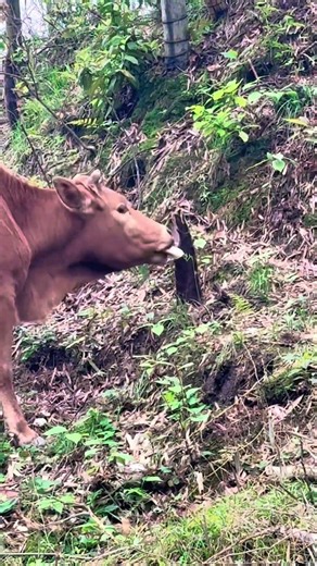 rural sat life cow eating bamboo shoots #naturalife #naturalrurallife #shortvideo #harvesting