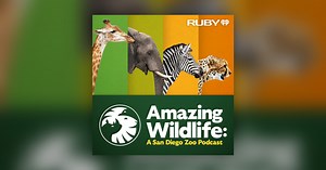 Can AI Benefit Wildlife? Conservation Technology Says Yes! - Amazing Wildlife: A San Diego Zoo Podcast