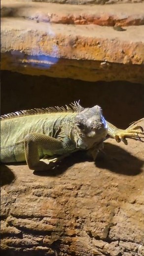 Amazing Green Iguana - Meet the Coolest Reptile Star!