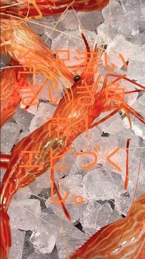 金沢港いきいき魚市！エビづくし。じゃこえび 小ガスボタンエビ本名 トヤマエビアマエビ本名 ホッコクアカエビシマエビ本名 モロトゲアカエビガスエビ！白ガス と 赤ガスがあります！