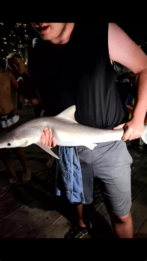 #fishtok #apachepiermrytlebeach #sharks @timmy