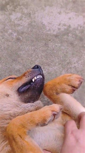 Gou Sheng: Stop talking and scratch me. Daily life of a silly dog ​​Pastoral dog