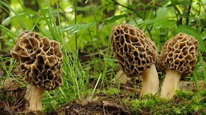 10 Wild Mushrooms Found in Spring
