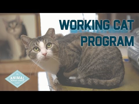 Working Cat Program at the Animal Rescue League of Berks County