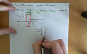 【PI3K/AKT/mTOR信号通路与肿瘤】The PI3K/AKT/mTOR Pathway and Cancer Part 4