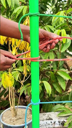 I believe, USA People Don’t Know This Rope Knot