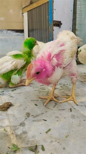 Amazing Colorful Chicks 🐥💚💖 | Rare Green & Pink Baby Chickens Viral Video