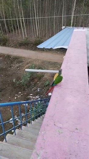 Bird long distance calling part 1