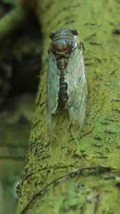 Catch insect for children and dogs #survival #hunting #fishing #doglover #dog | Uncle Bee Recipe