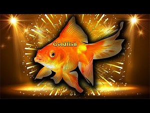 GOLD FISH - How It Conquered the World?