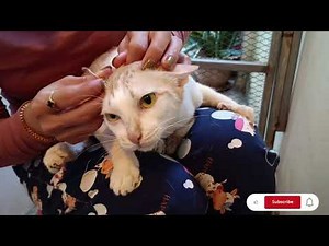 Cat Ear cleaning Deep clean Satisfied | Meow Family