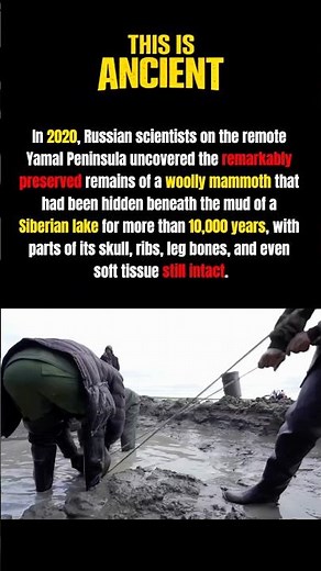 10,000-Year-Old Woolly Mammoth Found in Siberia