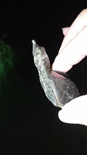 🐊 snapping turtle up close b4 we release in the pond with grandpa.💜💜💜🥂🥂🥂🥰🤬🤬