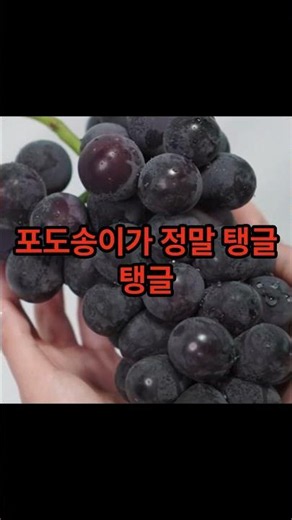 국내산 고당도 캠벨포도, 1박스, 500g #캠벨포도 #포도 #고당도포도 #첫출하 #산지직송 #제철과일 #초특가세일
