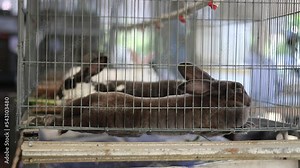 Oryctolagus cuniculus. two adult rabbits in an iron cage in traditional Indonesian captivity.