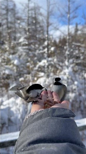 Chickadees Feast On Hand-Fed Bird Seed || ViralHog