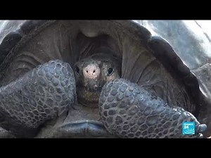 Giant tortoise feared extinct found in Galapagos islands