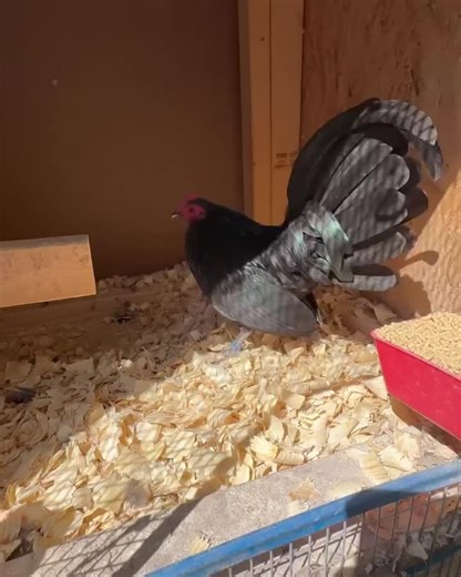 Discover the Beautiful Micro Serama Rooster