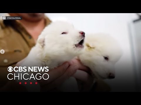 Company claims to have rebirthed the extinct dire wolf