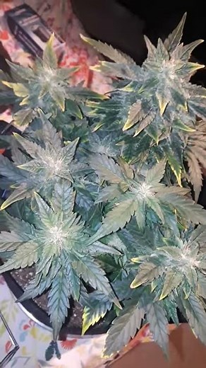 Gorilla glue autoflower from growers choice