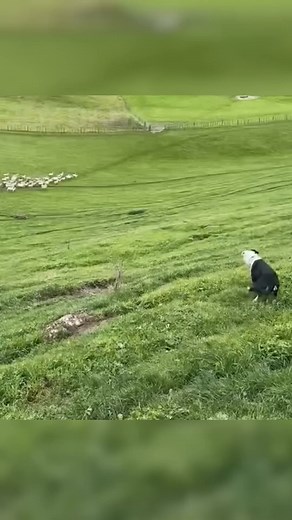 How Many Sheep a Single Dog Can Manage | Farming Bangladesh