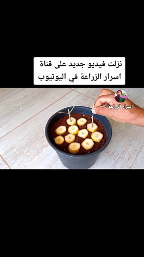 How to Propagate Olive Trees at Home