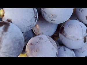 DIY Step by Step Grape Jelly Recipe