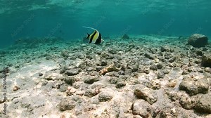 Moorish Idol fish swims across the rocky ocean floor in Hawaii, slow motion 4K