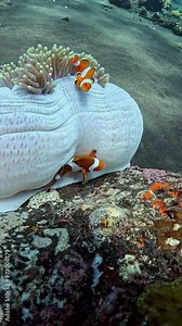 False Clown Anemonfish (Western Clownfish) - Amphiprion ocellaris, living in an anemone. Underwater world of Tulamben, Bali, Indonesia. 4k slow motion.