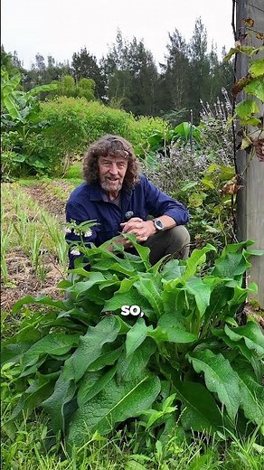 Comfrey has a wild reputation but in the subtropics, it’s well behaved and just as useful.