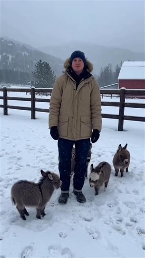 Meet our three sweet mini donkeys who are ready for their forever homes 🤍🐴 Luna Pearl, Clover Mist, and Sunny Ridge are all around 1 year and a few months old. Each of them has a wonderful personality — they are gentle, friendly, playful, and love being around people and other animals. They are well cared for, healthy, and used to daily attention and love. We have raised them with care, and now we are happy to offer them for adoption to loving families or farms where they will be cherished and