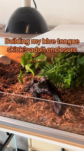 Boo boo keys (@dirtynightclown)’s videos with Gator - Spongebob Squarepants