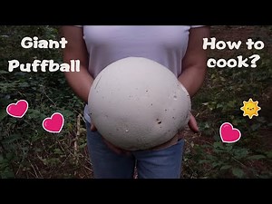 Giant Puff Ball foraging/How to cook and preserve Giant Puff Ball Mushroom?