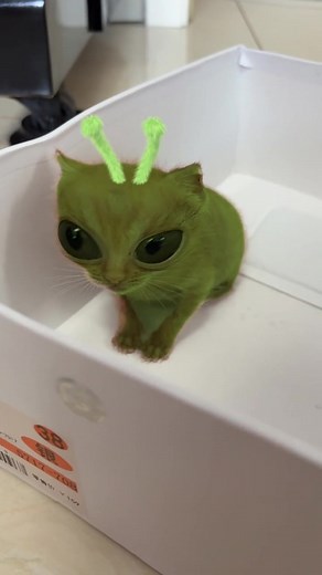 Cute Mini Alien Cat Video