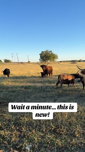Thank you Lord for another beautiful, healthy baby! 🥹#pearlyranchminicattle #miniaturecattle #highlandcow #minicow #texas | Pearly Ranch Miniature Cattle Co.