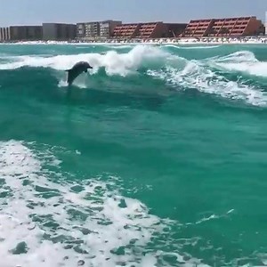 Dolphins in the Destin East Pass 🐬 🎥 @tiltonshawn1 | DestinFlorida.com