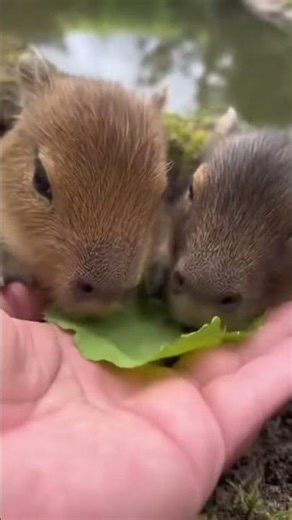 Baby Capybaras Hand-Feeding #Capybara #CuteAnimals #WildlifeMoments #NatureLove