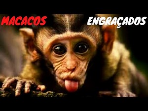 Vídeos Engraçados de Macacos - Funny Monkey Videos - Compilação de Vídeos Engraçados de Macacos 2021
