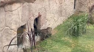 2.2M views · 10K reactions | Two endangered leopards from Mexico made their public debut at a Peruvian zoo earlier this week | Reuters | Facebook