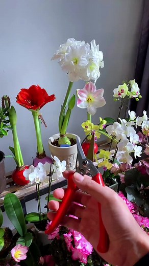 Gorgeous Amaryllis Cut Flowers for Your Garden