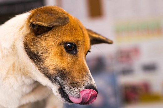 My Dog Vomited Black Liquid - Causes & Treatment