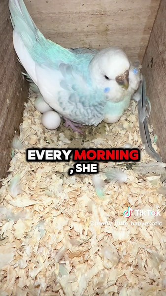 Understanding Parakeet Egg Laying Without a Male