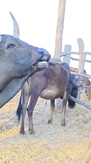 First Timer Cow and Heavy😱🐂 Bull#first#timer#cow#bull#village