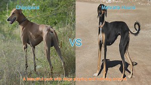 Chippiparai vs. Mahratta Hound: A Comparative Guide