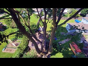 Storm Damaged Maple Climb - Day 1