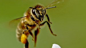 How does animal health impact the 🌎? 👩‍🌾👨‍🌾 – Millions of families depend on livestock and aquaculture production. 🌿 – Sustainable food production ensures the resilience of ecosystems. 🏥 – Veterinary services can help manage antimicrobial resistance, food safety and emerging diseases like #COVID19. #OneHealth | World Organisation for Animal Health