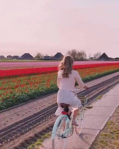 291K views · 4.9K reactions | Holland has the most beautiful tulip fields  | UNILAD Adventure | Facebook