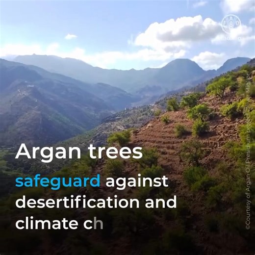 Did you know? Argan trees grow naturally in semi-desert forest regions. They safeguard against desertification and climate change. 🔗 https://www.un.org/en/observances/argania-day via Food and Agriculture Organization of the United Nations (FAO) | United Nations Biodiversity