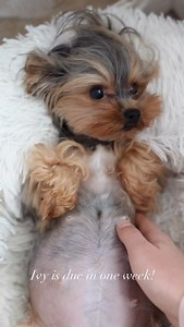 Ivy is due in one week! We can’t wait to meet these little babies 💖 • • #yorkshire#yorkie#yorkielove#pregnantyorkie#yorkiegram#yorkielovers#morkie#morkiepuppies#morkieoffical#morkielife#yorkielife | Meadow Maltese & Maltipoos